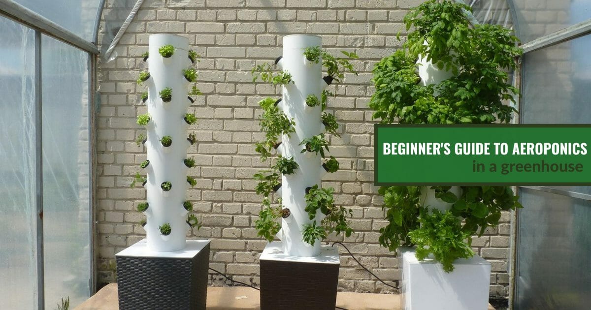 Aeroponics Farming – The Future of High-Efficiency Crop Production
