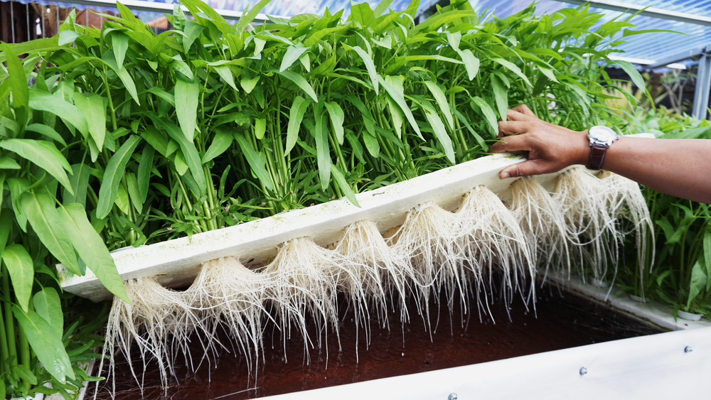 Aeroponics Farming – The Future of High-Efficiency Crop Production