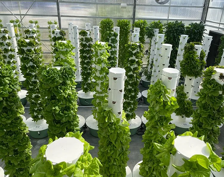 Aeroponics Farming – The Future of High-Efficiency Crop Production