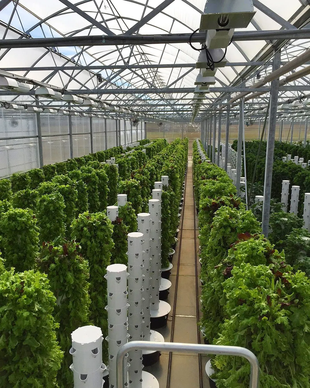 Aeroponics Farming – The Future of High-Efficiency Crop Production