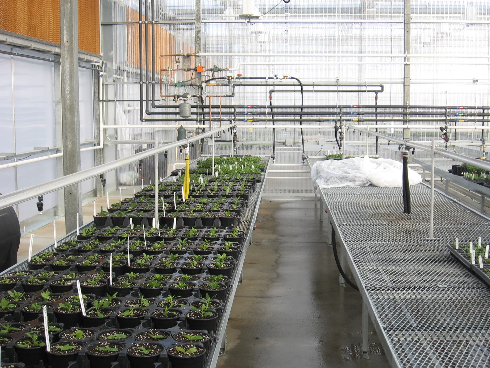 Aeroponics Farming – The Future of High-Efficiency Crop Production