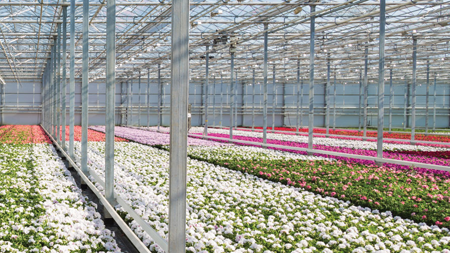 Anthurium fertigation management