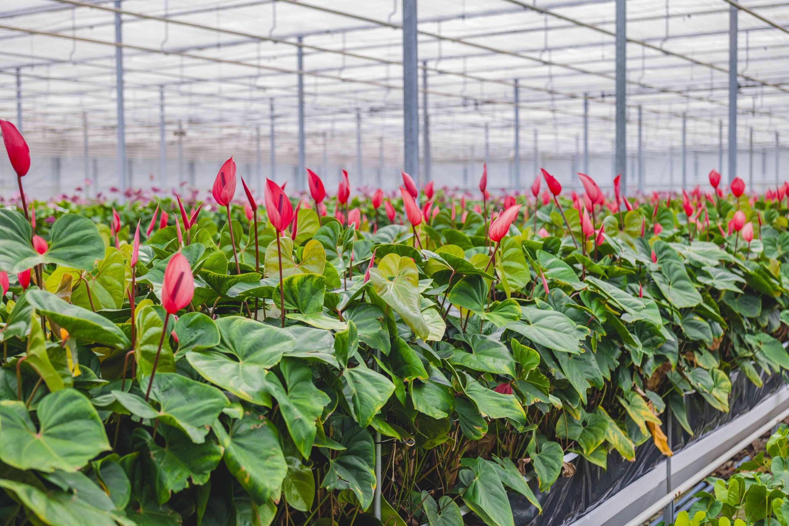 Anthurium cultivation under glass greenhouse: botanical traits, climate control, and commercial flower production