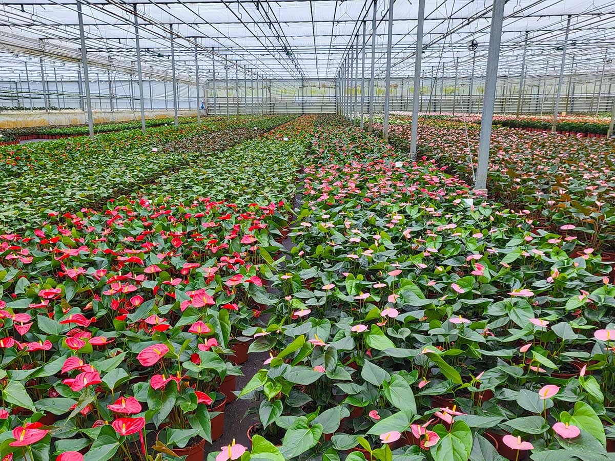Commercial Anthurium greenhouse production
