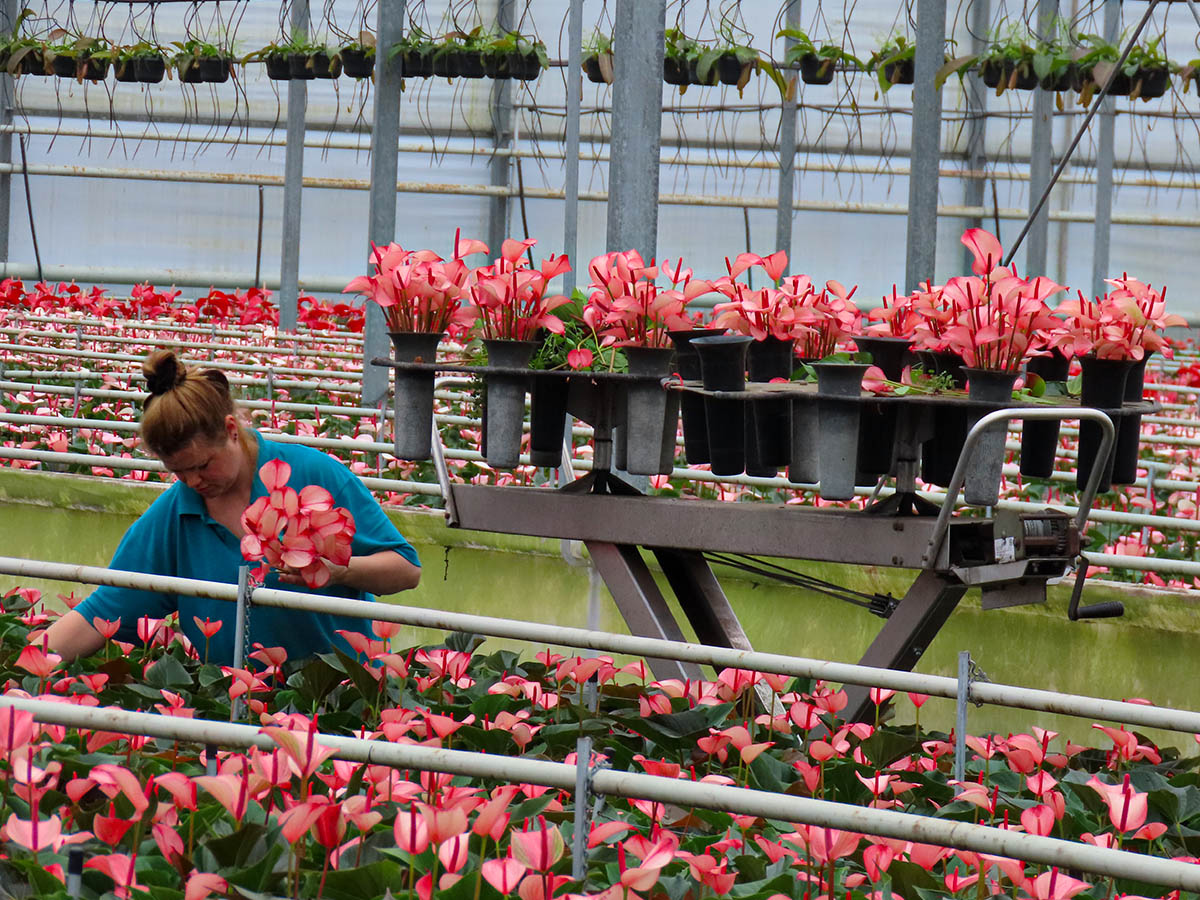 Commercial Anthurium greenhouse production