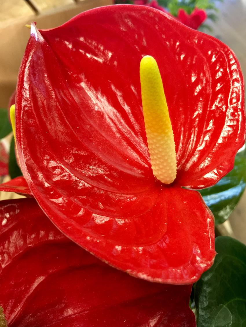 Anthurium plant growth habit