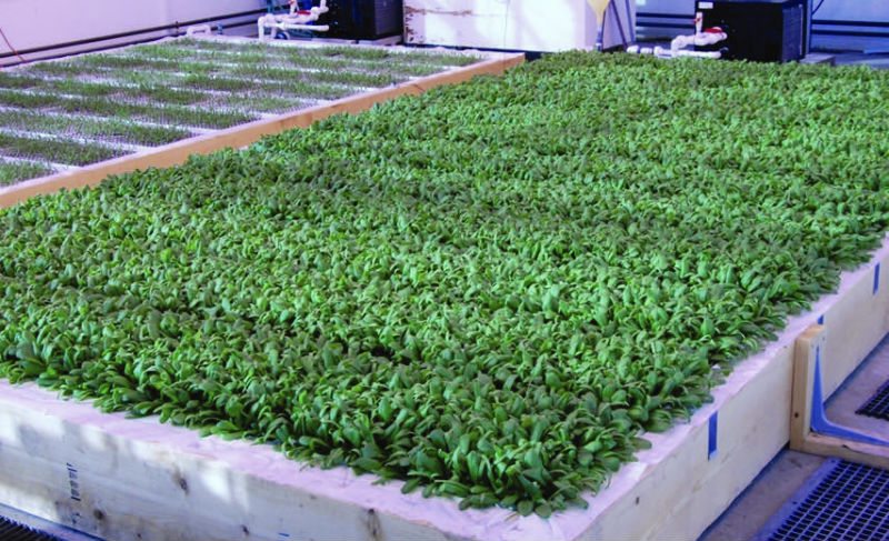 Arugula seedlings raised in plug trays