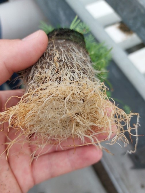Healthy arugula root zone in NFT system