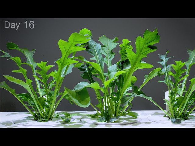 Uniform canopy growth of arugula under NFT