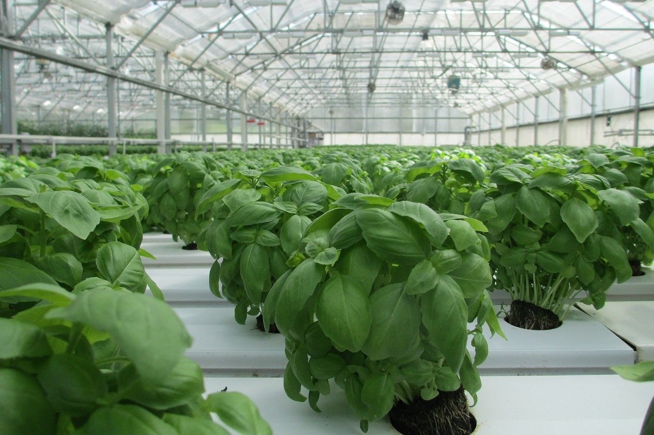 Basil grown under NFT hydroponic system