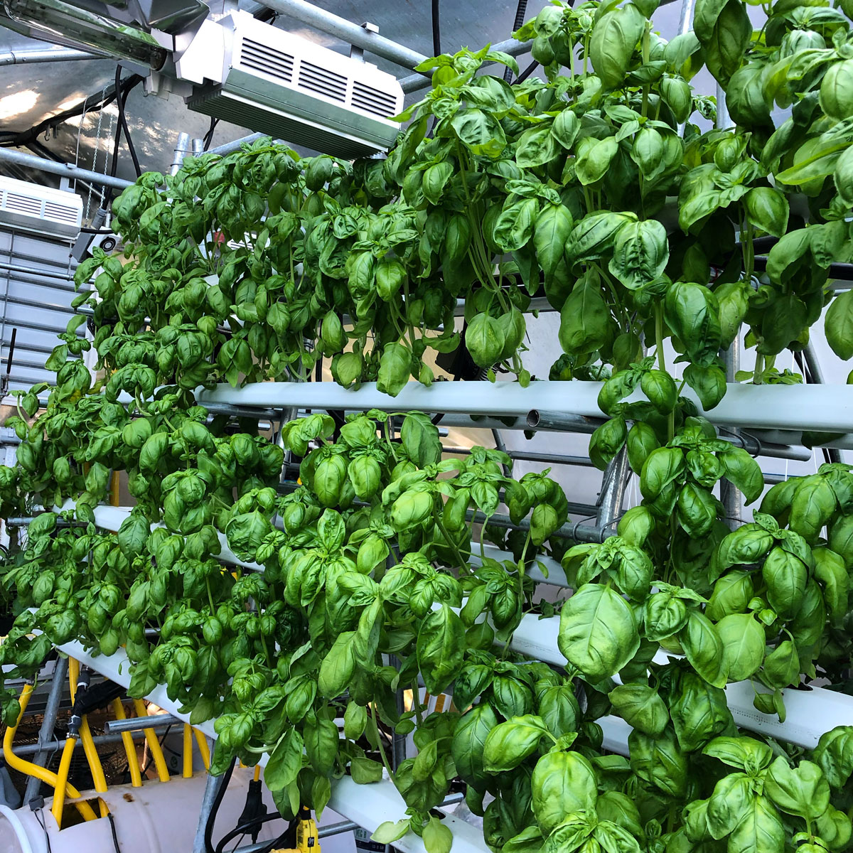 Vegetative growth stage of basil under NFT