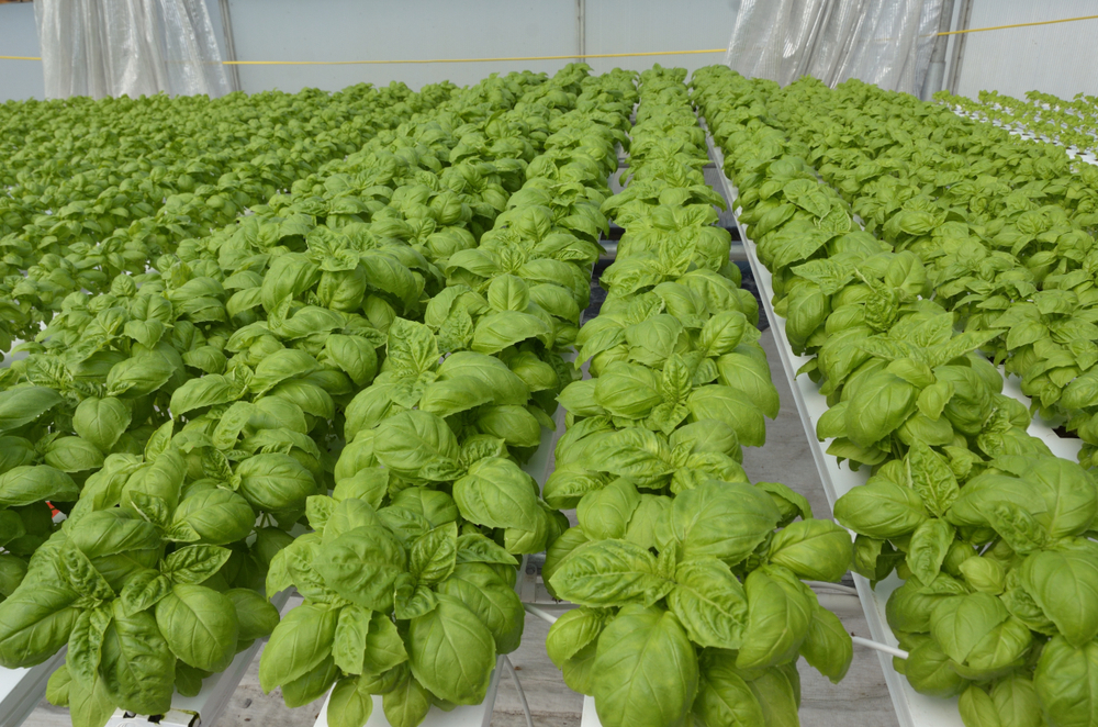 Basil plants at harvest stage