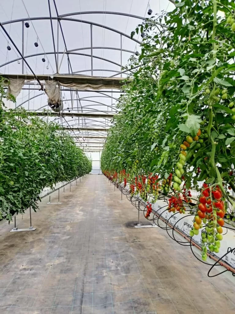 Cherry tomato cultivation in a hydroponic farm: practical protocol, system design, and yield expectations
