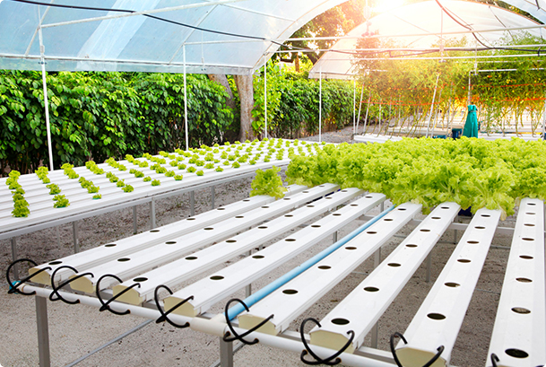 NFT channels with cherry tomato rows