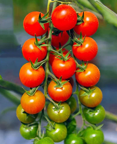 Ripe cherry tomato clusters