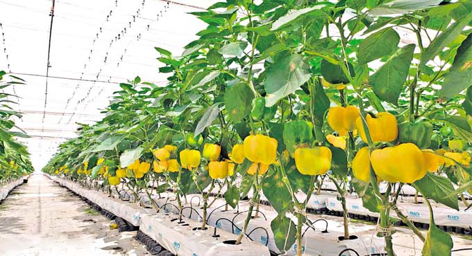 Color capsicum cultivation in grow bag system under polyhouse: agronomy, nutrient management, and yield optimization