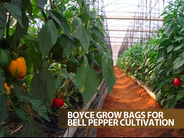 Grow bag system for capsicum in polyhouse