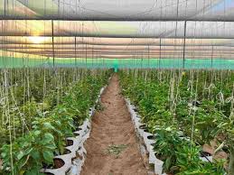 Pruning and training of capsicum plants