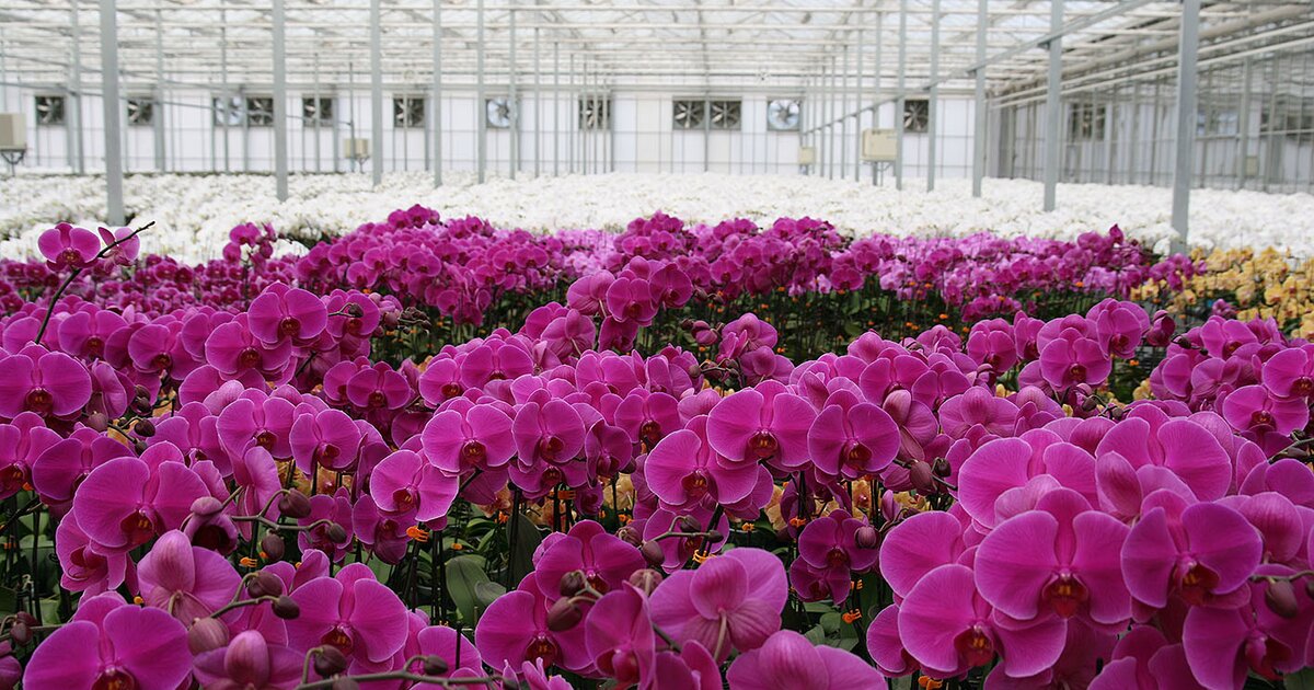 Commercial Phalaenopsis orchid hybrid grown under controlled conditions