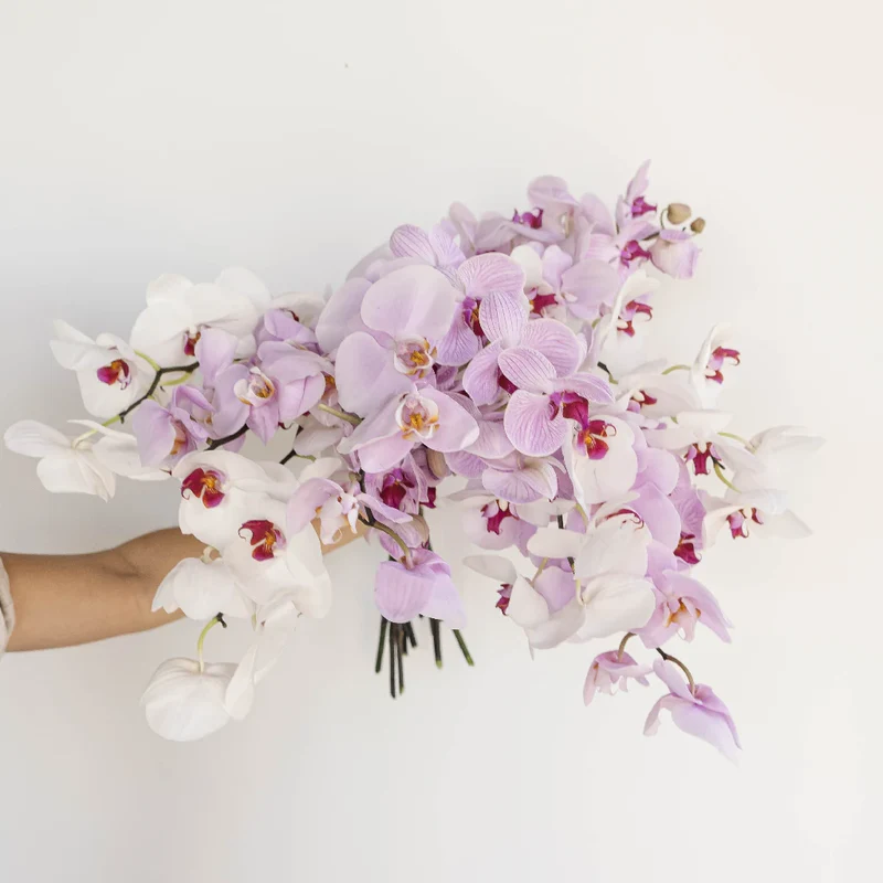 Phalaenopsis orchids prepared for commercial sale