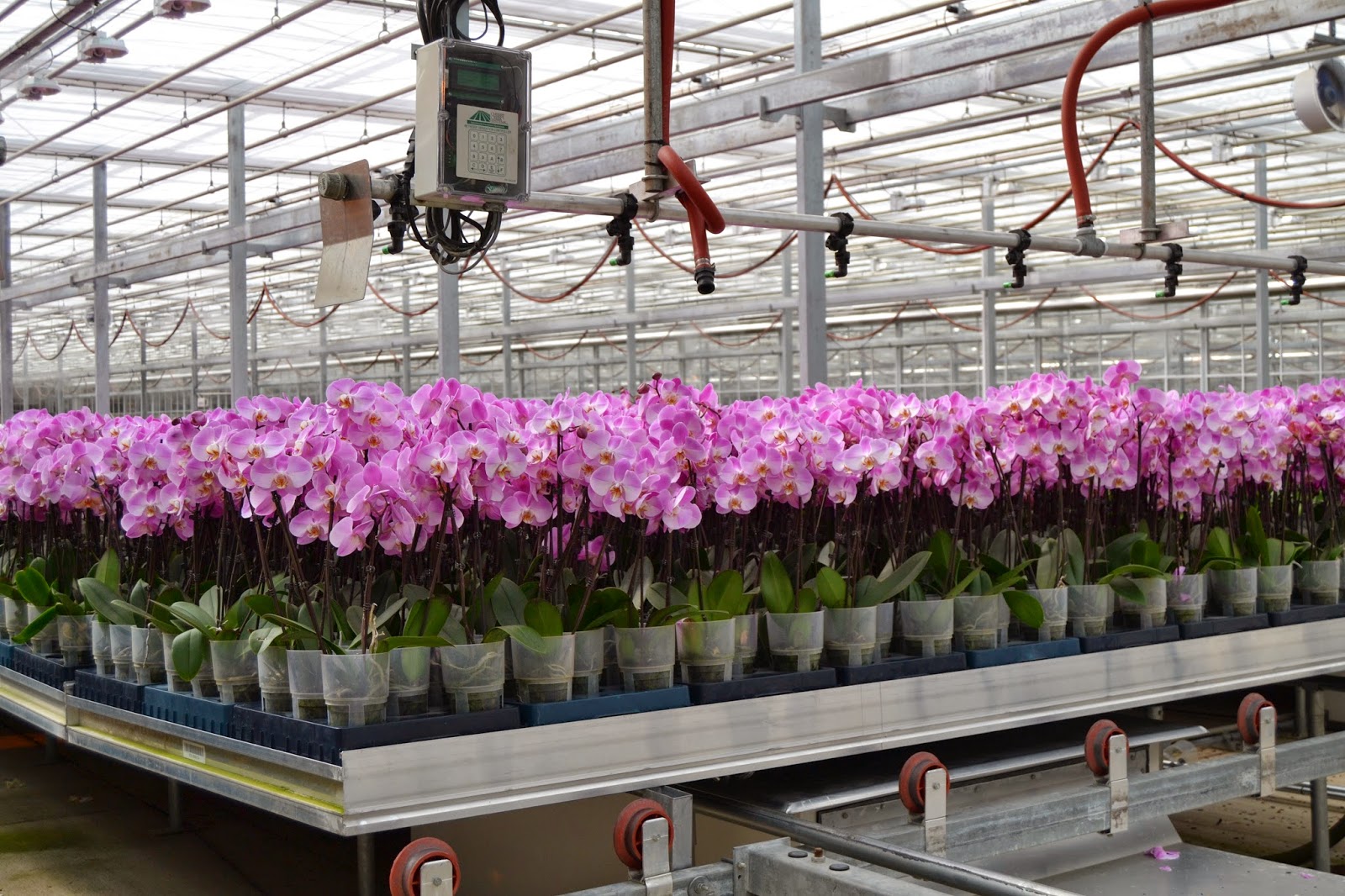 Phalaenopsis orchid fertigation and root-zone management