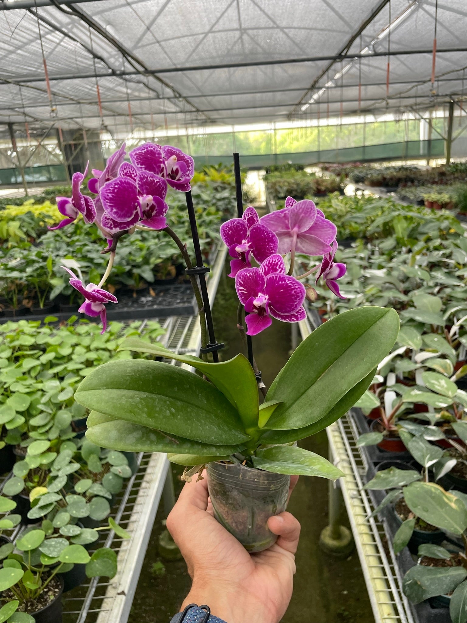 Purple spotting and stress pigmentation on Phalaenopsis leaves