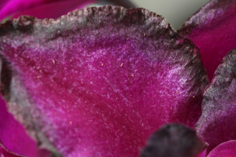 Thrips infestation on orchid leaves and flowers