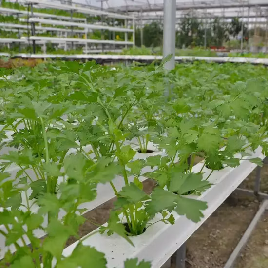 NFT channels used for coriander cultivation