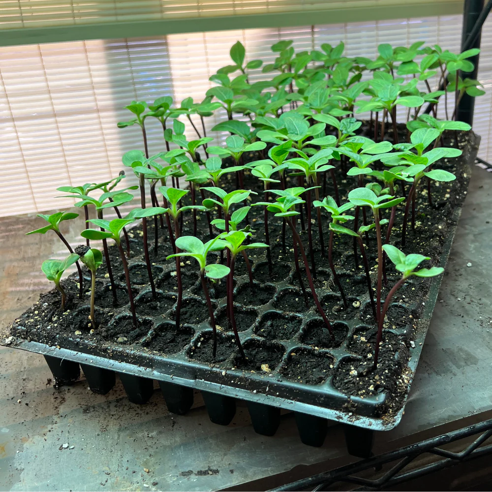 Coriander seedlings raised in plug trays