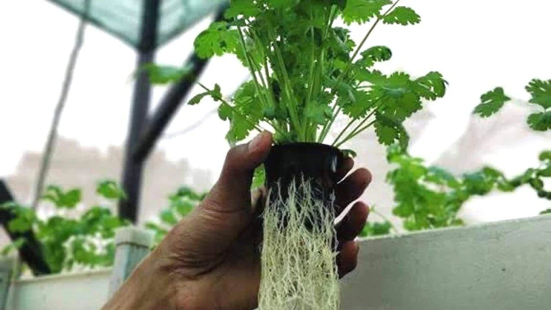 Healthy coriander root zone in NFT system