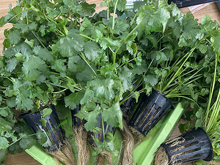 Uniform canopy growth of coriander under NFT