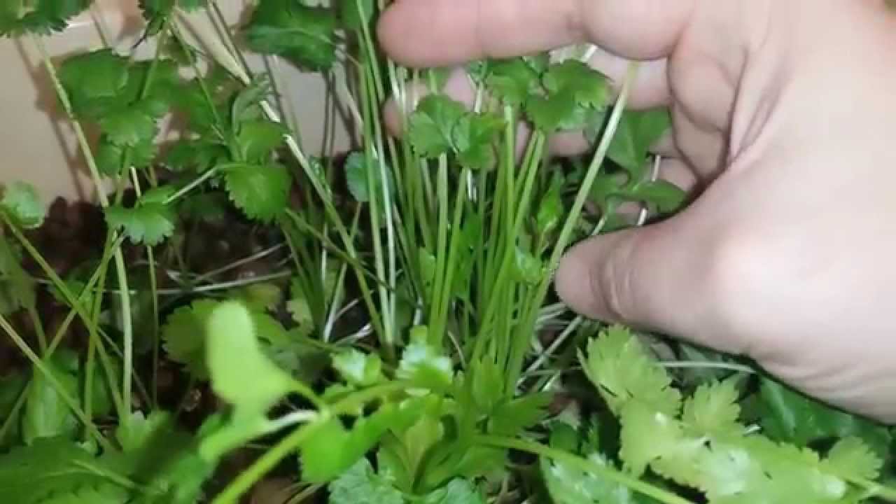 Harvest-ready coriander leaves