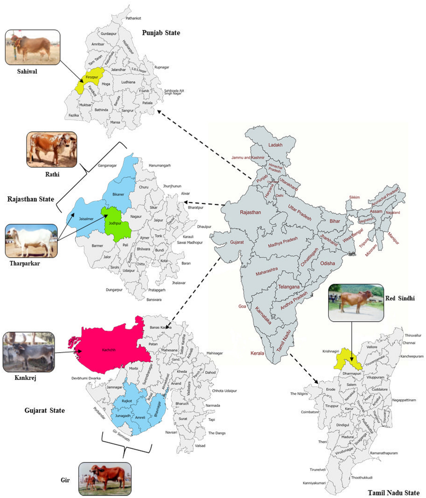 Regional Distribution of Dairy Cow and Buffalo Breeds Across India