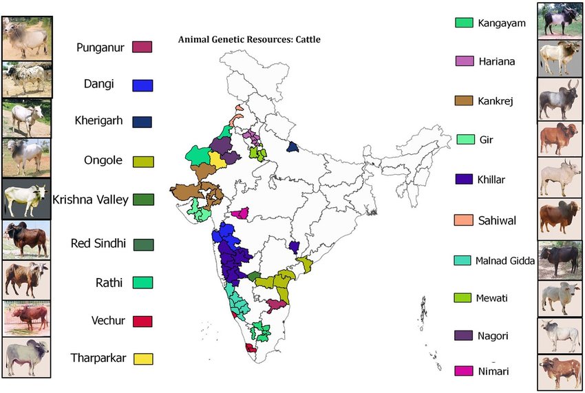Regional Distribution of Dairy Cow and Buffalo Breeds Across India
