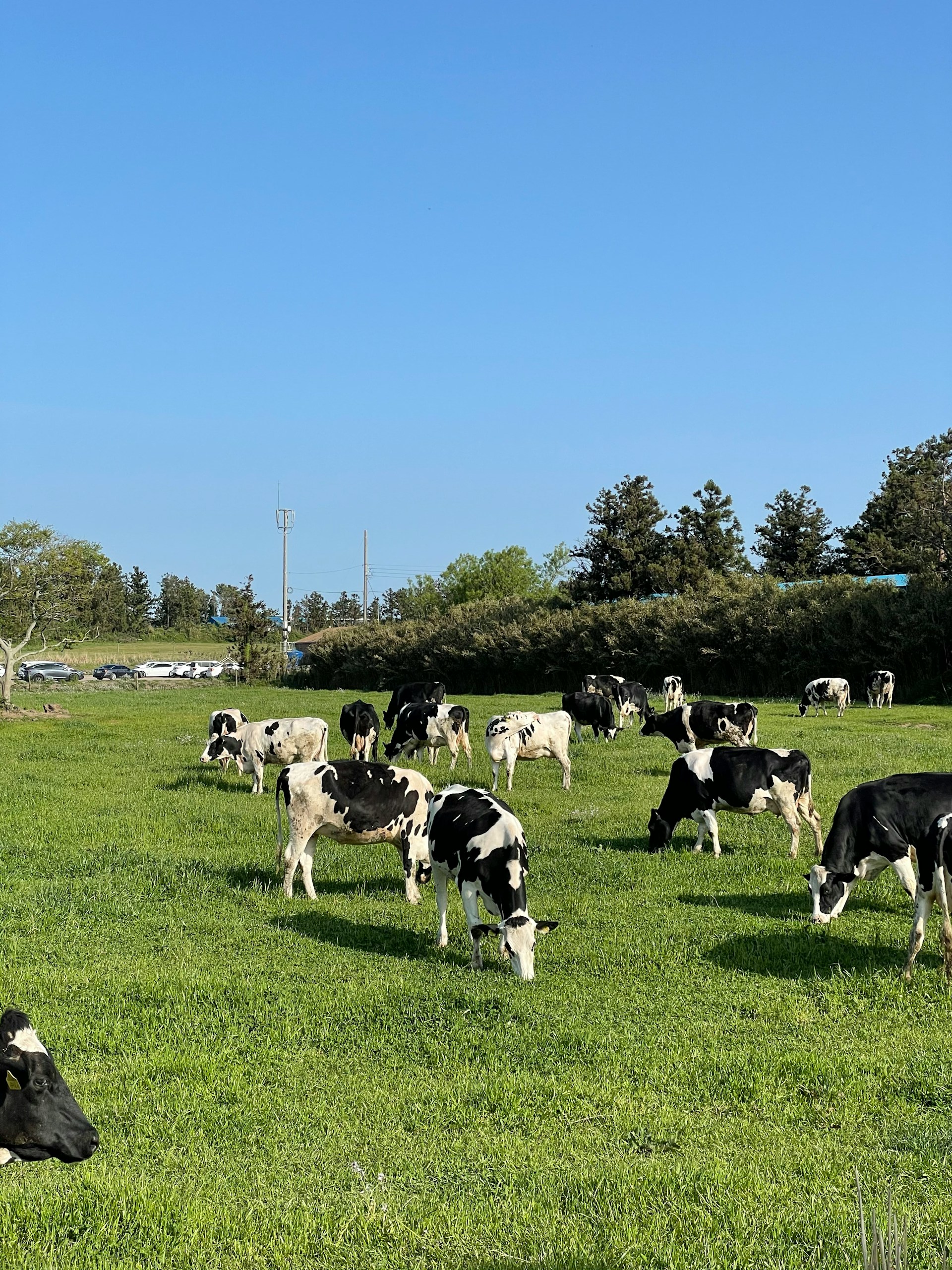 Dairy Farming Guide