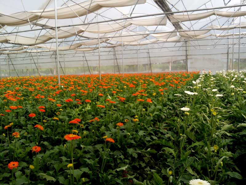 Gerbera raised beds in polyhouse