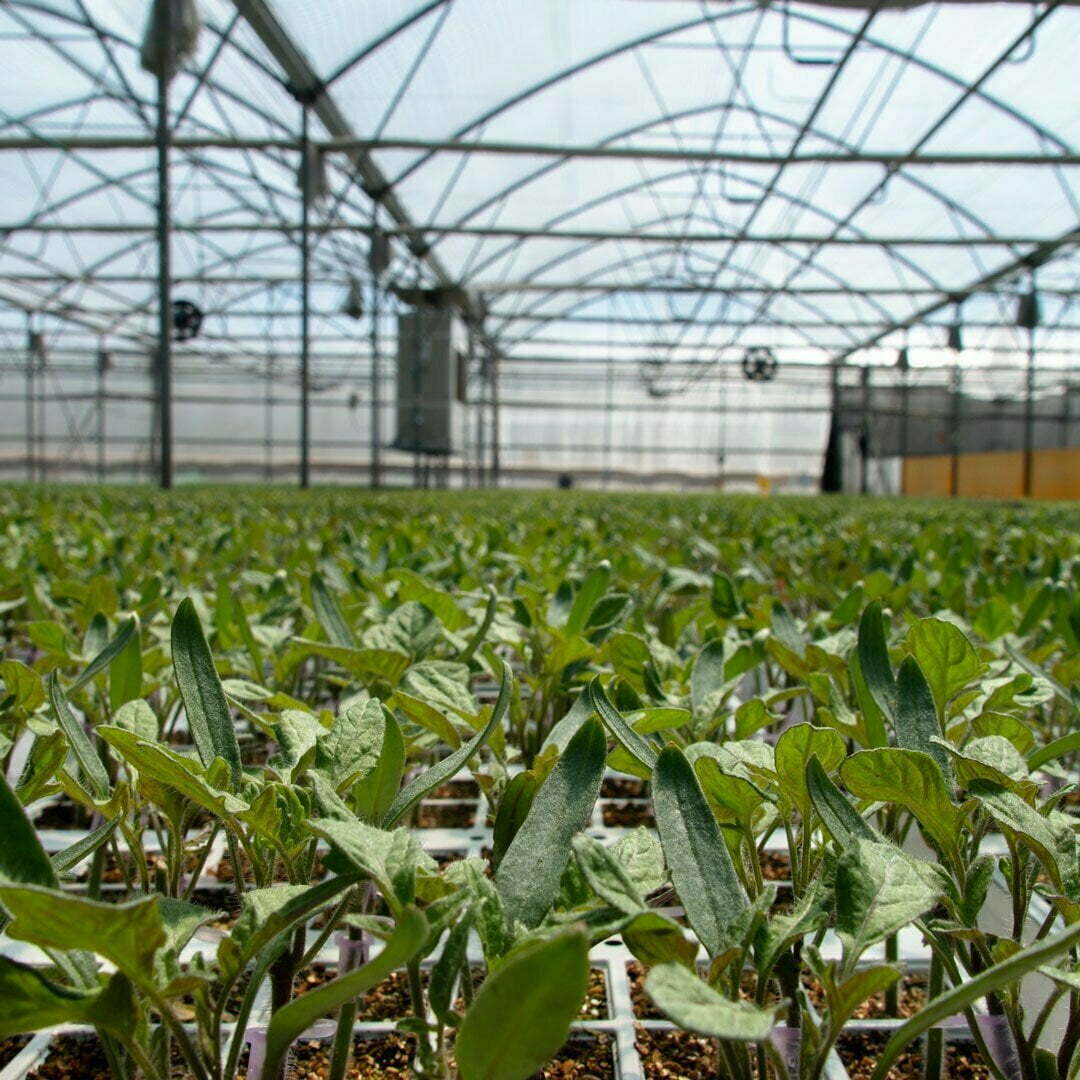 Polyhouse climate control for Gerbera
