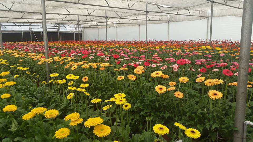 Gerbera cultivation under polyhouse: varietal traits, climate management, and commercial cut flower production