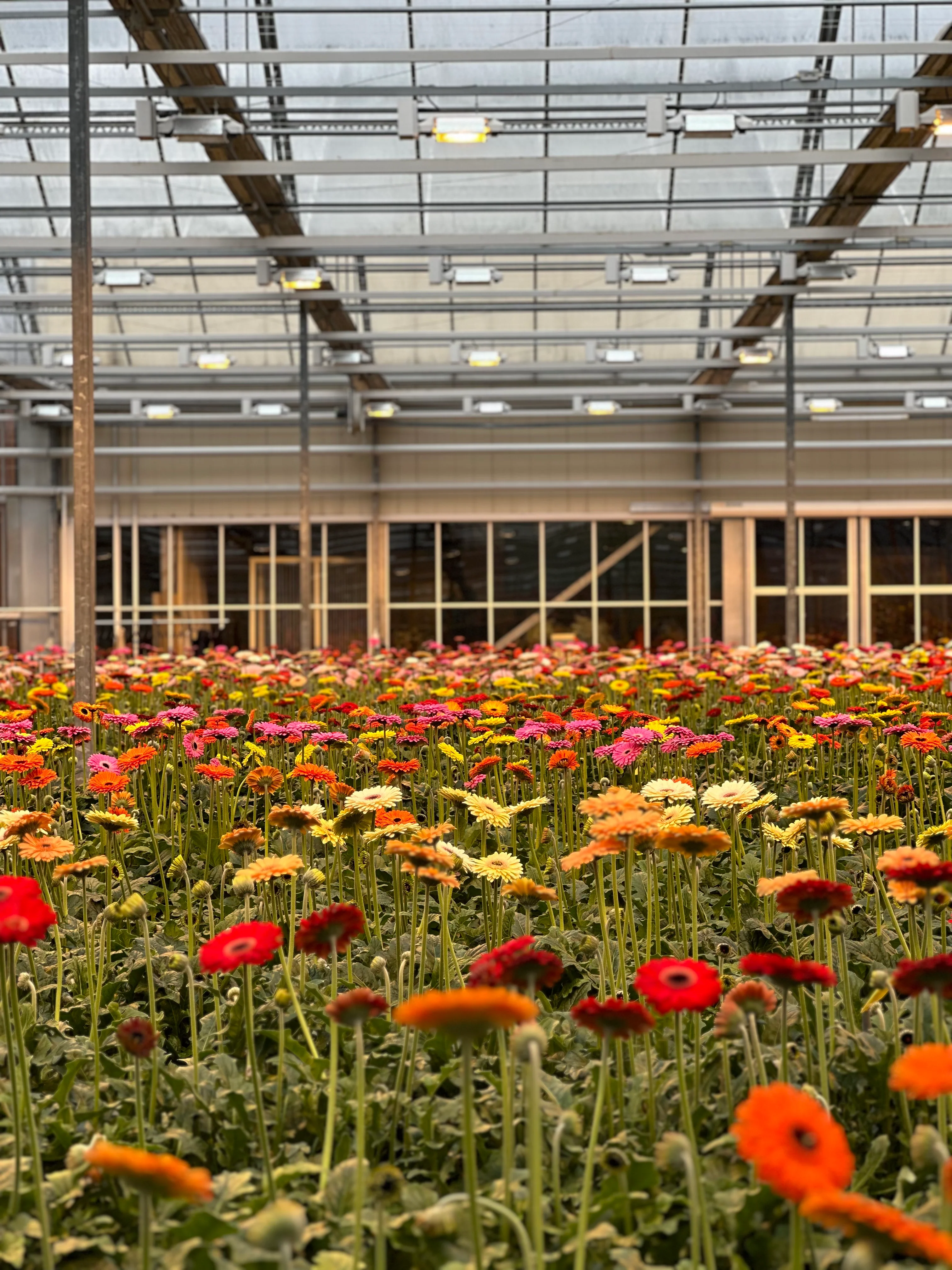 Commercial Gerbera polyhouse production