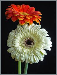 Gerbera flower varieties and structure