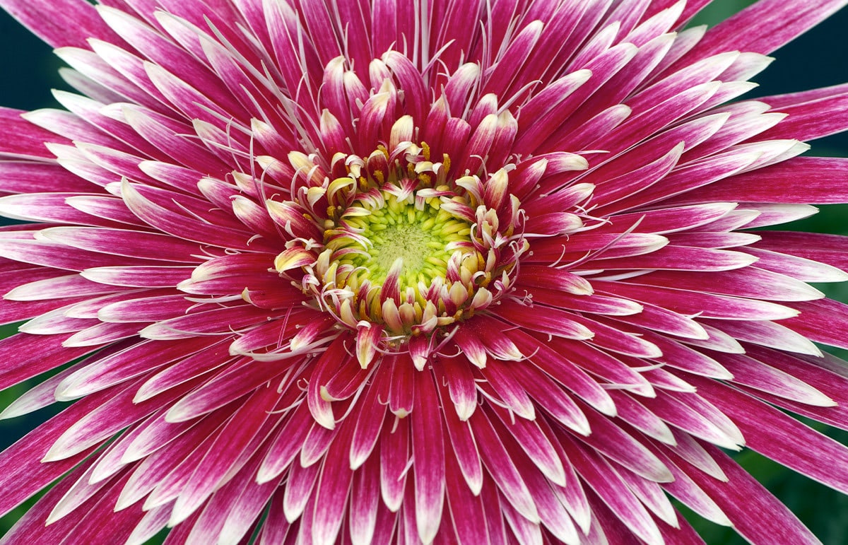 Gerbera flower varieties and structure
