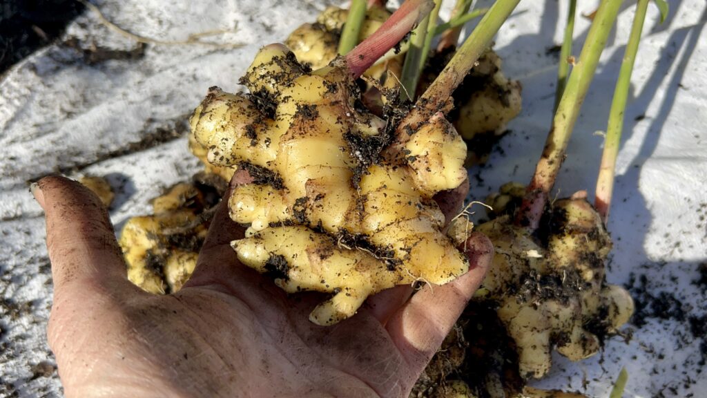 Ginger (Zingiber officinale) cultivation under polyhouse systems: agronomic practices, disease management, and yield potential