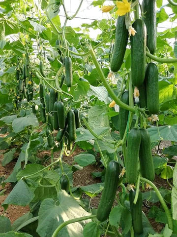 Growing cucumber in grow bags under polyhouse: botanical background, climate requirements, and protected cultivation practices