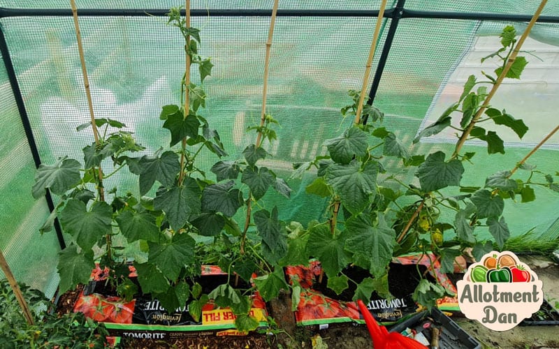 Grow bag system for cucumber cultivation