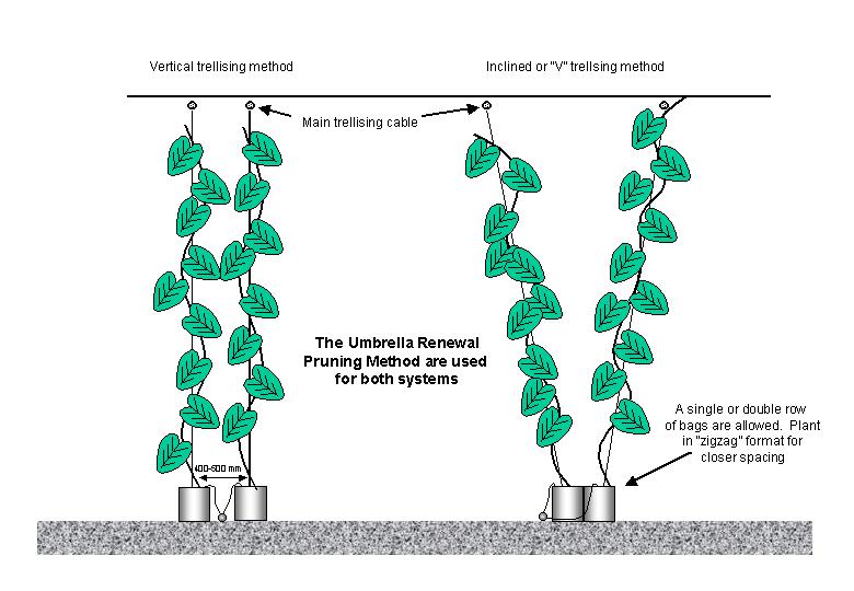 Vertical trellising of cucumber plants