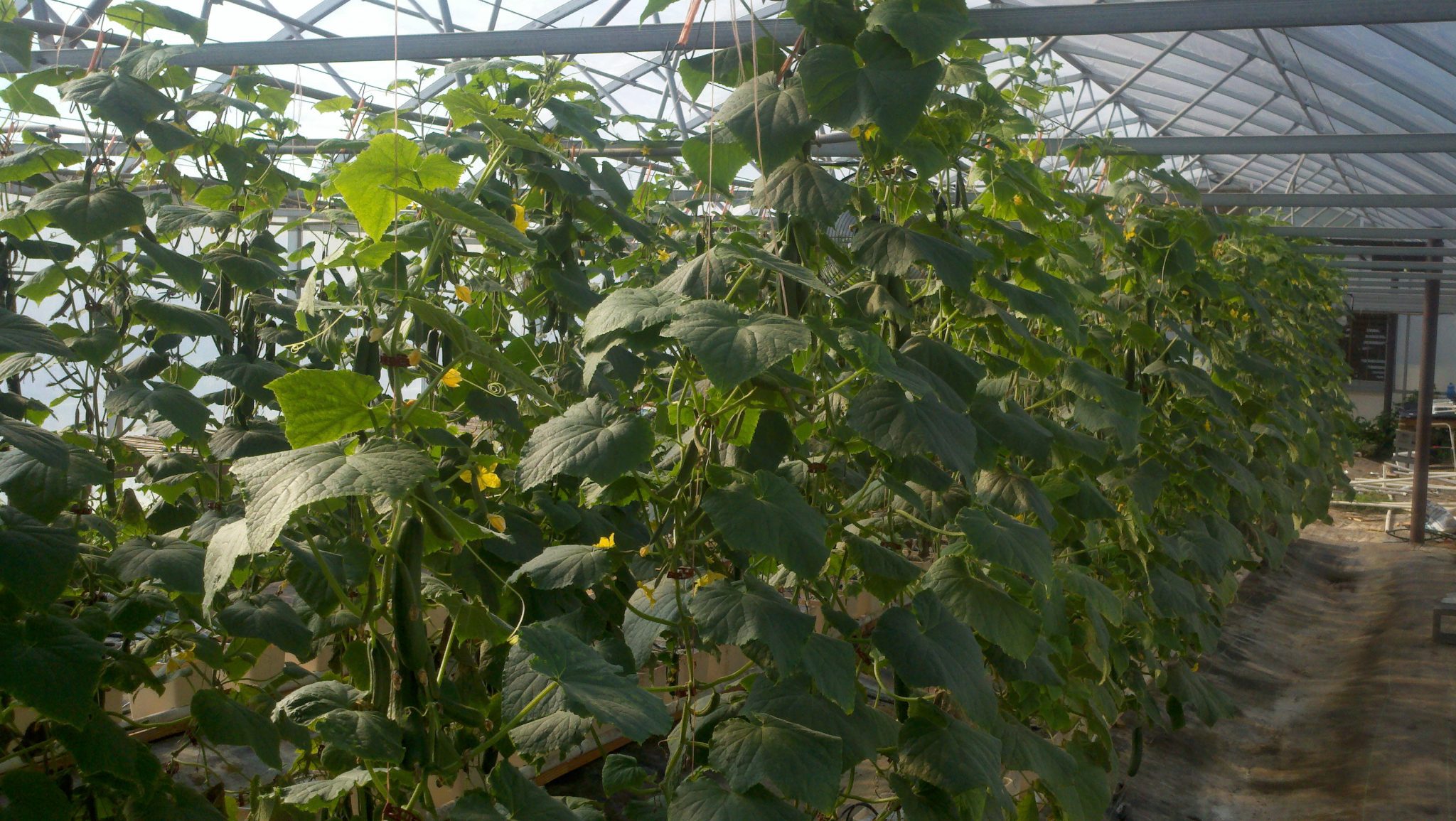 Flowering and fruiting stage of cucumber