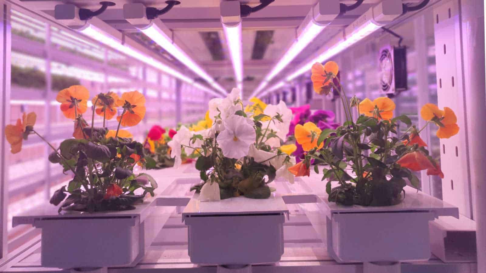 Growing Flowers Using Hydroponics in Grow Bags: A High-Efficiency Guide for Commercial and Home Cultivation