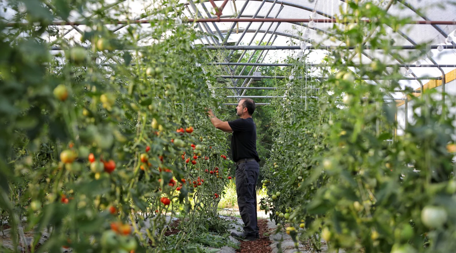 Indeterminate tomato cultivation in grow bags under polyhouse: botanical basis, climate control, and professional production practices