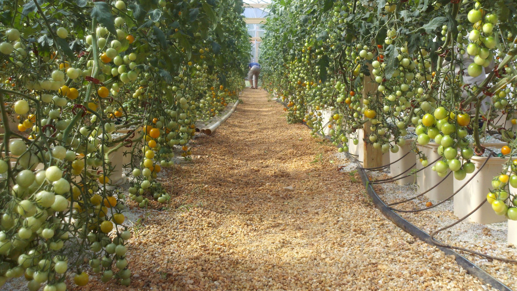 plant spacing Tomato