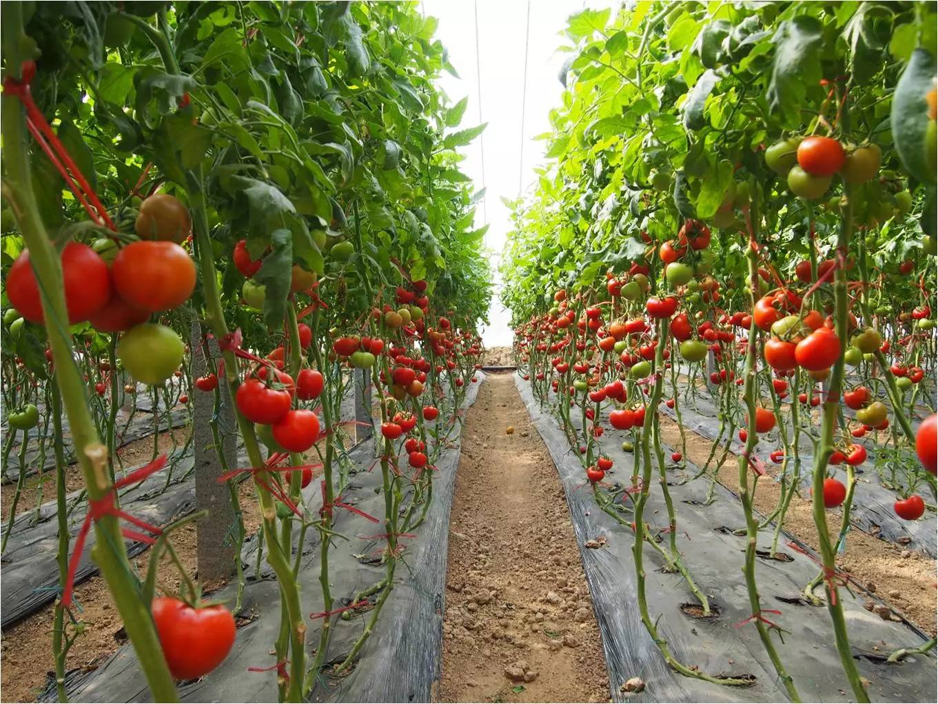 irrigation system